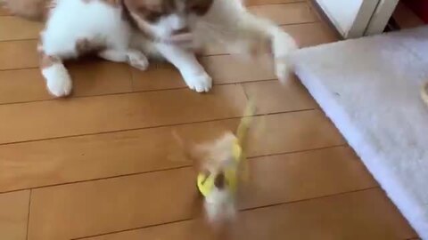 Amazon.co.jp: Chaoshu 皿を捧げるネコ ねこ 猫ちゃん キー収納