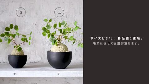 現品　キンコウボク　金厚朴　希少　観葉植物　植木　インテリアグリーン Amazon｜お金のなる木 花月 成金草 5号鉢サイズ 鉢植え 薫る花