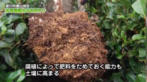 楽天市場】最短発送 お中元 御中元 お中元ギフト 夏ギフト 2024 ギフト お茶 お茶ギフト 東山産 特選 掛川茶 深蒸し茶 桐箱入2缶セット  送料無料 贈り物 日本茶 人気 高級 静岡茶 お祝い お返し 内祝 贈答用 豪華 御礼 ありがとう お取り寄せ 敬老の日 孫 施設 おすすめ