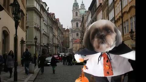 楽天市場 型紙 小型犬の2足歩行風コスプレ撮影用前掛けコスチューム13種類 作り方説明付きですが You Tubeでもご覧いただけます 電話サポート10分付 作り方説明不要の方は半額 型紙補正 アレンジ意外に簡単 Nideru