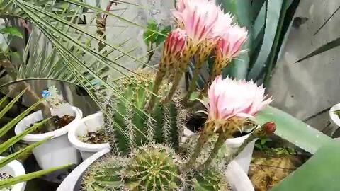 サボテン　群生　古株　検★エキノプシス・オキシゴナ 木質化【エキノプシス・オキシゴナ】※テラチップ®️配合培養土