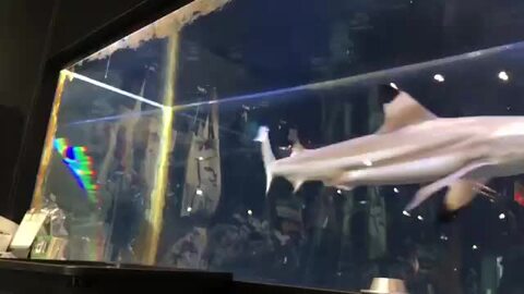 Amazon.co.jp: （サンタクルーズ）SANTA CRUZ バナー 壁掛け