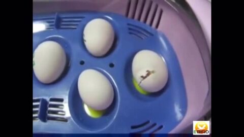 楽天市場】リトルママ 小型自動孵卵器(ふ卵器・ふ卵機) : eバード楽天 