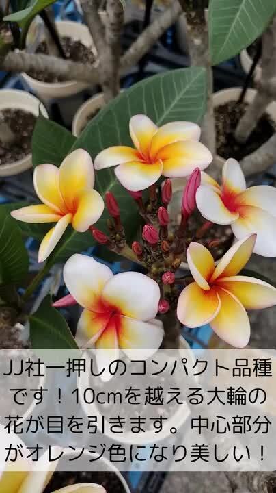 楽天市場】◇花芽付き◇ ＼安心の越冬株／ 特別セレクト