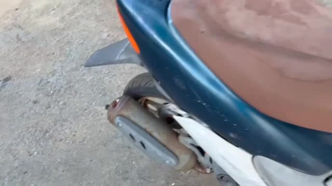 HONDA ライブディオ ガソリンタンク ホンダ ホンダ ライブ・ディオ