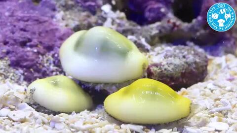 楽天市場 海水魚 貝 キイロタカラガイ ２匹 北海道航空便要保温 Charm 楽天市場店