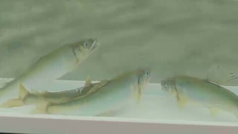 楽天市場】【ふるさと納税】鮮魚でお届け！幻の魚「イトウ」1尾(約1kg