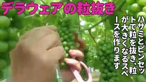 楽天市場】☆完熟ぶどう種無しデラウェア☆【送料無料】【クール