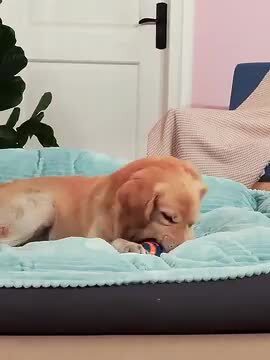 楽天市場】大型犬 ベッド ペットベッド 大型犬 犬 クッション 楽天市場】大型犬 ベッド ペットベッド 大型犬 犬 クッション