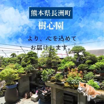 楽天市場】【ふるさと納税】 盆栽 樹心園 五葉松 盆栽