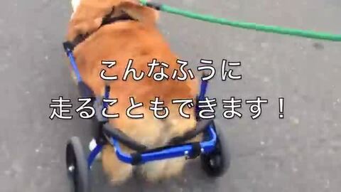 楽天市場】【試乗車あり】犬の車椅子 K9カート 後脚サポート XS・猫