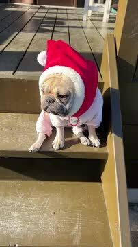 犬のサンタ帽子フェルトキーホルダー 楽天市場】予約 ペットコスプレ クリスマス サンタ帽子 ニット