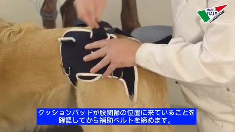 楽天市場】BT LIFE(股関節サポーター)XSサイズペット用 股関節サポーター : 愛犬と一緒に歩くを叶えるanifull