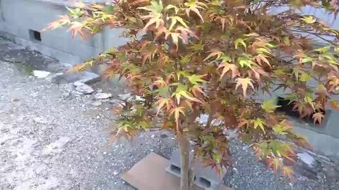 楽天市場】モミジ 紅葉のミックス 5本株立ち 150cm (人工 観葉