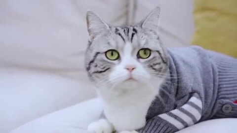 人気色 CATLINK SCOOPER　自動猫トイレ【クレアさん専用】 猫用品