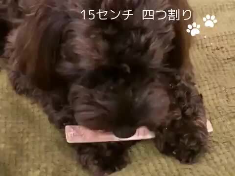 鹿の角 eff7c8f9e00d35671a619d8143c181