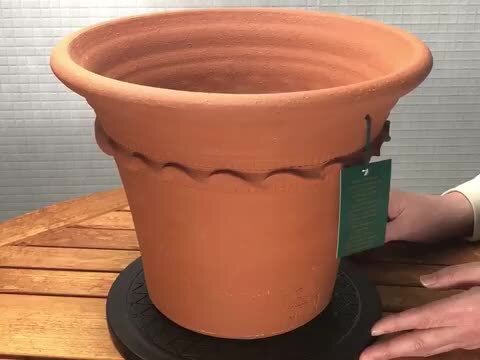 限定5セット　ウィッチフォードの福袋　ガーランドハーフ　サトウ園芸　花苗セット　迎春　初売りセール　2024-2 限定5セット ウィッチフォードの福袋 ガーランドハーフ サトウ園芸