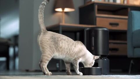 PETLIBRO 自動給餌器 猫 犬 カメラ付き 1080P スマホ遠隔操作 Amazon | PETLIBRO 自動給餌器 猫用 カメラ付き 自動餌やり器 犬