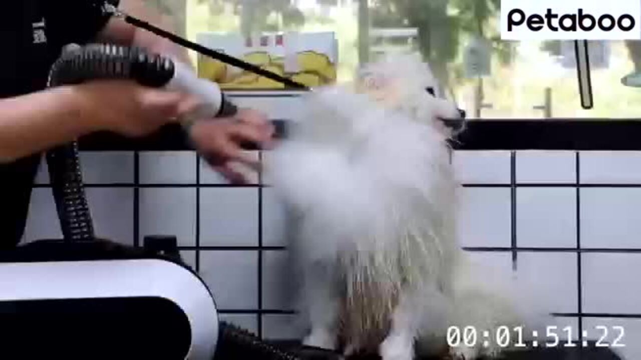 楽天市場】【Petaboo】ペット ドライヤー 犬用 大型犬 猫 静音