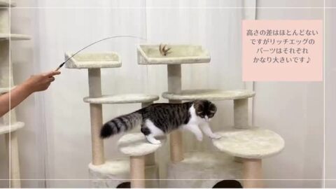楽天市場】Mauタワー リッチエッグ 大型キャットタワー 大型猫 据置き