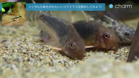 楽天市場 熱帯魚 コリドラス シュワルツィ ワイルド ３匹 北海道航空便要保温 Charm 楽天市場店