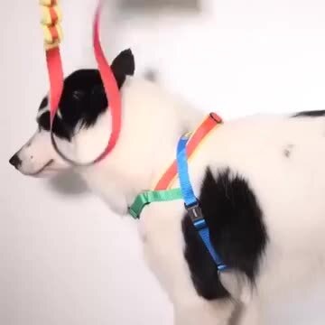 楽天市場】【zee.dog official web store】 SOFTER WALK HARNESS