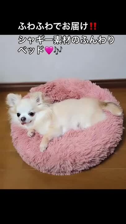 ぬいぐるみみたいなベッド パピー 小型犬 犬 猫 ペット コットン AN1 3 楽天市場】【公式】猫 犬 ベッド アイリスオーヤマ ふわもち 冬