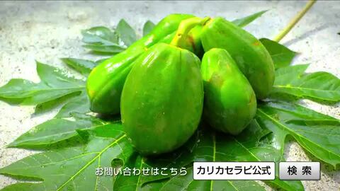 カリカ浴12個セット 楽天市場】メーカー公式 カリカセラピ 100包 増量プレゼント