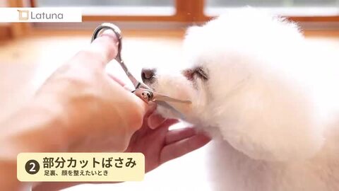 Amazon.co.jp: Coollooda トリミング ペット用 ハサミ 丸い先端