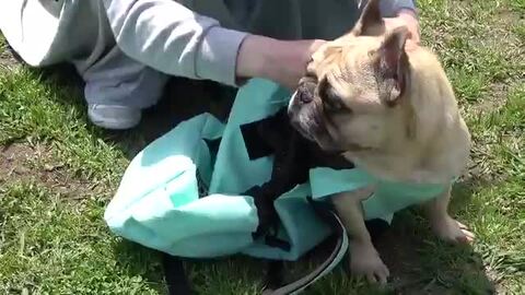 K9 Sport Sack 中型犬〜大型犬ドッグキャリー 楽天市場】【K9 ケーナイン】K9 Sport Sack PLUS 2