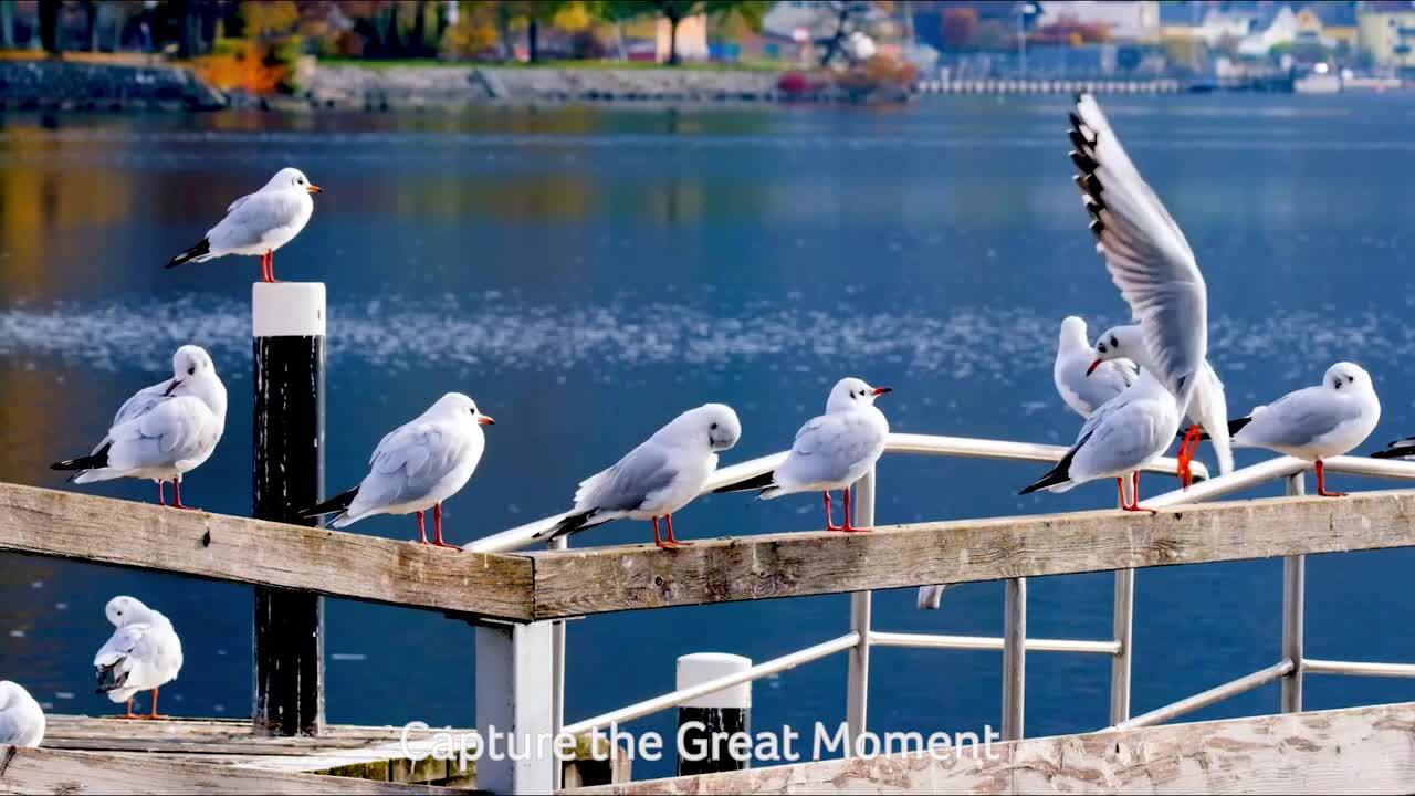 楽天市場】CHUWI AuPad タブレット Android 14 SIM フリー 11