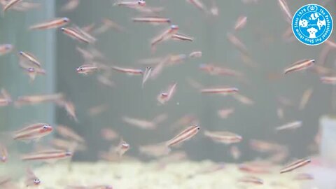 値段を公式サイト 海水魚 沖縄産 オヨギイソハゼ １００匹 沖縄別途送料 クーポン発行中 Tanimitsu Clinic Com