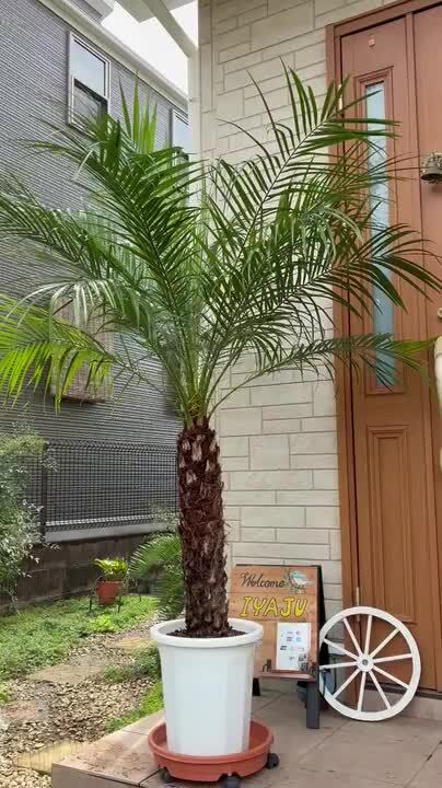 フェニックスロベレニー　ヤシ　ロベヤシ ヤシの木 フェニックス ロベレニー 約150cm 8号 観葉植物 新築