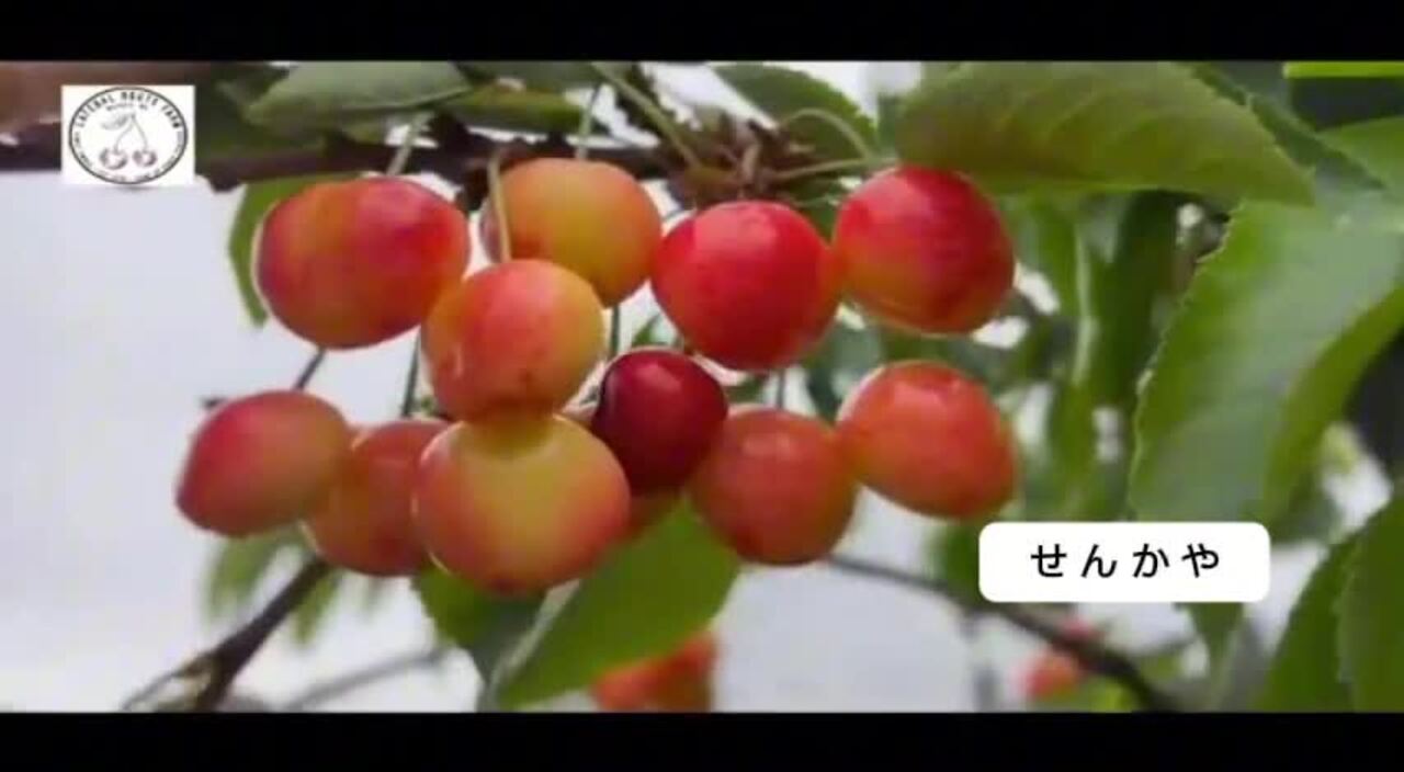ダークチェリー 大玉の食べ応え！アメリカンダークチェリー(USA産)|有機野菜