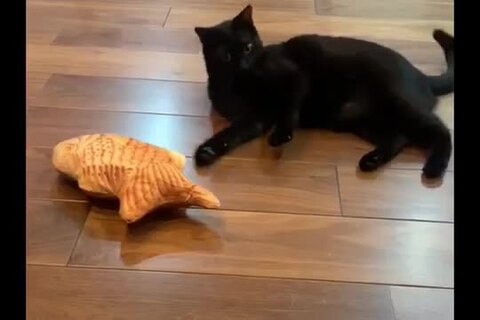 楽天市場】魚キッカー ねこ おもちゃ 猫 おもちゃ またたび 人形
