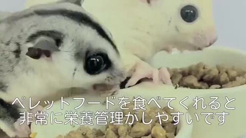楽天市場】ゆうパケットOK Pet-Pro ハッピーグライダー ハニー