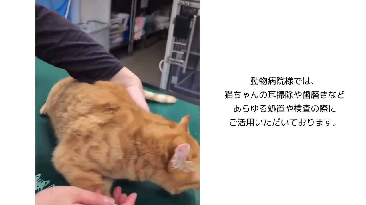 楽天市場】【anifull 公式】【ランキング入賞】 アニサポ にゃん