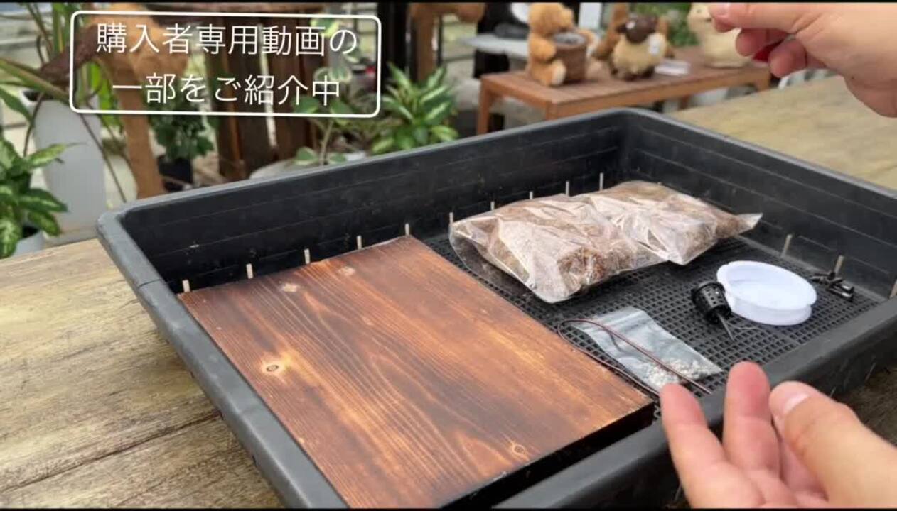 楽天市場】洋蘭栽培プロ用資材 『着生植物用 焼杉板「栽培セット」(焼杉板1枚/水苔/テグス紐/吊り下げ用ワイヤー/説明書』【材】(st)洋ランや ビカクシダ（コウモリラン）栽培に最適！こんなの待ってた！届いてすぐ始められる全部揃ったおしゃれな栽培セット 板付 : 森水木 ...