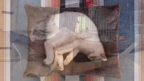 楽天市場】猫 ベッド ハンモック Mサイズ 54cm 耐荷重 6kg 楽天市場】猫 ベッド ハンモック Mサイズ 54cm 耐荷重 6kg