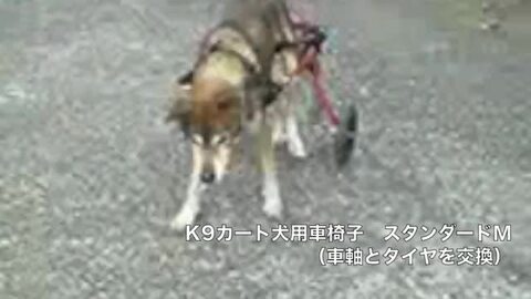 犬用車椅子K9カートのお客様の声（レビュー）：【楽天】老犬と介護の