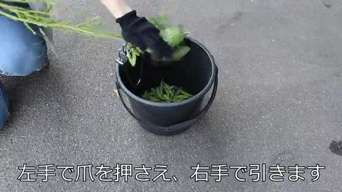 えだまめ 枝豆もぎ器 えだまめくまで KJ-280 : くまごろう - 通販 - Yahoo