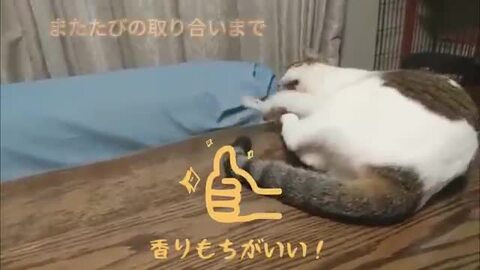 楽天市場】【平日14時までの注文で即発送】猫 ペット おもちゃ