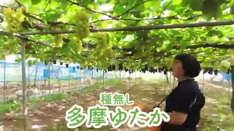 楽天市場】【ふるさと納税】 【令和7年産先行予約】 高級ぶどう