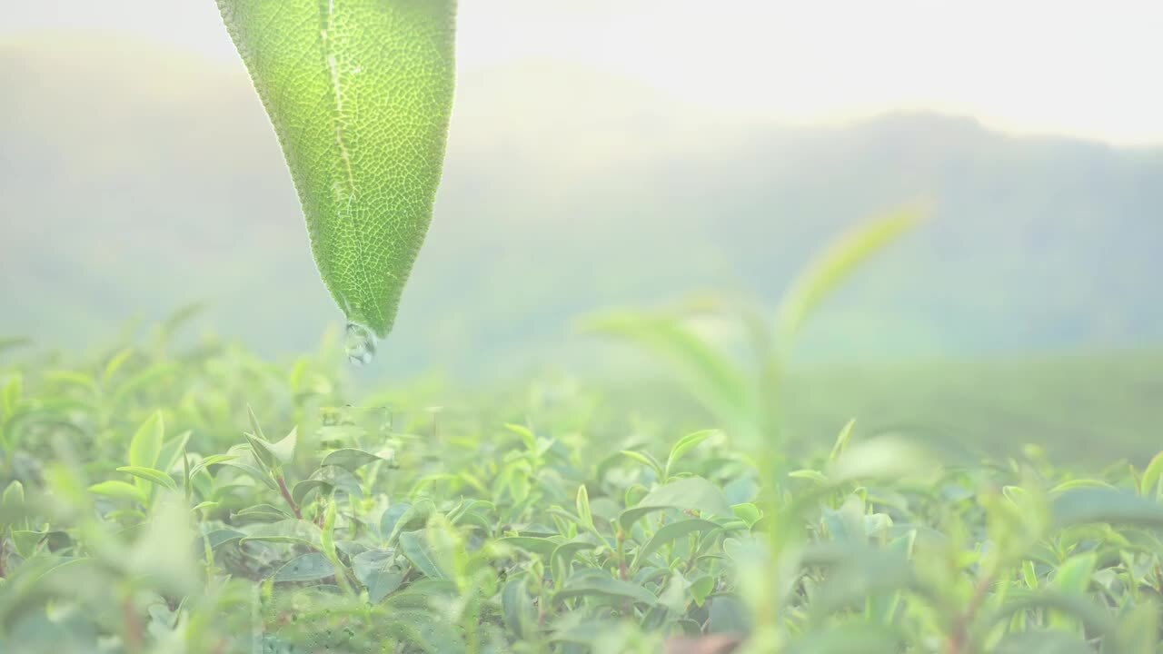 楽天市場】100% オーガニック よもぎ オイル 100ml 精油 ピュア