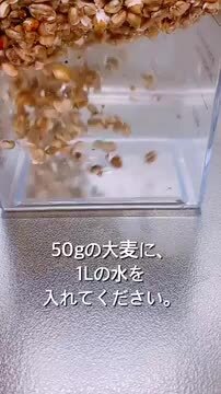 ＊むぎ茶＊‼️徳之島産　たんかん10キロ　無農薬 むぎ茶＊様専用‼️徳之島産 たんかん10キロ 無農薬 食品