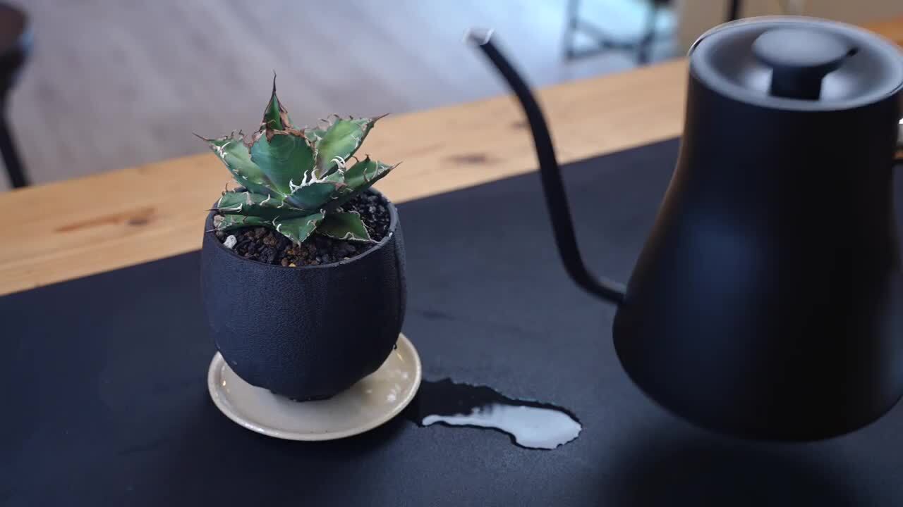 楽天市場】Kaiju Plant 怪獣ドライマット すぅっと吸水 珪藻土