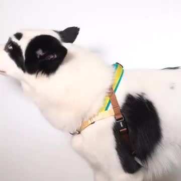 楽天市場】zee.dog ジードッグ ハーネス 小型犬 中型犬 Sサイズ