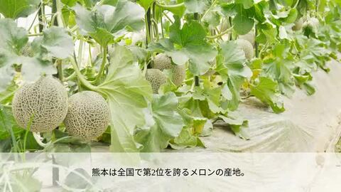 楽天市場】ギフト プレゼント 肥後グリーン メロン 2玉 秀品 2L