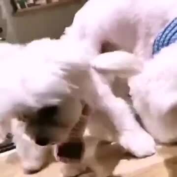 楽天市場】【楽天1位】秋冬 小中型犬用マフラー 猫用マフラー