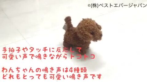 【激レア】キティ 可愛い 犬  ピンク パール プードル ワンチャン